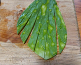 Foto del paso 1 de la receta: Nopales y queso panela asados con salsa verde