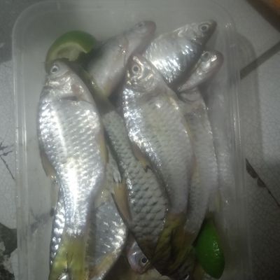 Langkah 1