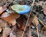 Foto del paso 9 de la receta: Hongos azules eléctricos