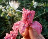 عکس مرحله 2 از دستور ترشی لگجی