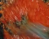Foto langkah ke 1 dari resep Spatula (Spaghetti tulang).