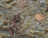 Foto del paso 6 de la receta: Puré de berenjena