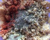 Foto del paso 3 de la receta: Hamburguesas de soja