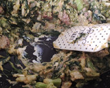 Foto del paso 6 de la receta: Pasta rellena con brócoli y espinacas 🥦💚
