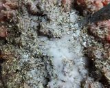 Foto del paso 3 de la receta: Empanadas armenias, árabes Sfija, Fatay, lehmeyun