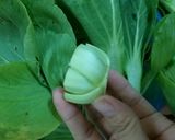 Hình bước làm 1 của món Cải thìa xào dầu hào