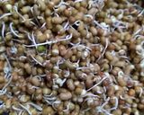 A picture of step 1 of Misal Pav.