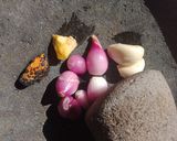 Foto langkah ke 2 dari resep Acar Tigu khas Kalimantan Timur.