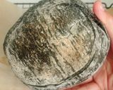 Foto langkah ke 16 dari resep Charcoal Wijen Sourdough Bread.