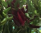 Une image de l'étape 7 de Riz 🌾 jerbien 🥬🍃🥕🌶🧄le soleil 🌞 dans l’assiette ☘️.