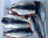 Foto del paso 6 de la receta: Montaditos de sardinas gigantes al fish masala