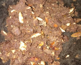 டேட்ஸ் நட்ஸ் ராகி பர்பி (Dates nuts raagi burfi recipe in tamil) ரெசிபி ஸ்டேப் 3 புகைப்படம்
