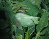 Foto langkah ke 1 dari resep 199. Sayur daun singkong.