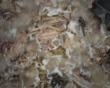 Foto langkah ke 5 dari resep Opor Ayam Kuah Putih.