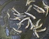 雞胸肉炒青椒的食譜步驟2照片