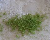 Foto del paso 1 de la receta: Scons