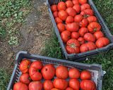 Pas rețetă Bulion 🍅🍅🍅 1 fotografie