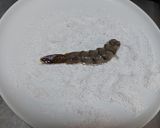 泰式椒麻蝦的食譜步驟1照片