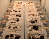 Foto langkah ke 5 dari resep 148. Es Krim Boba Stick / Bobba Popsicles.