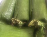 Foto langkah ke 4 dari resep Nasi Bakar Pedo.