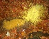 A picture of step 3 of Minced meat sauce with spaghetti.