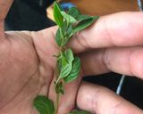 Foto del paso 3 de la receta: Matasquita arequipeña!