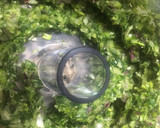 Foto del paso 2 de la receta: SALSA VERDE MUY CREMOSA💚💚(para acompañar todo tipo de pastas)