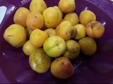 مربى المشمش