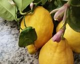 Une image de l'étape 11 de 🍋‍🟩Salade 🥬🫒estivale 🍉🍊.