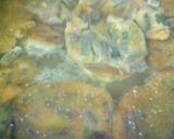Foto del paso 4 de la receta: Tortitas de ejote