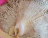 Foto del paso 2 de la receta: Milanesas veganas de gírgolas