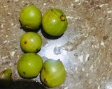 आंवला की चटनी (Amla ki chutney recipe in hindi) रेसिपी चरण 1 फोटो