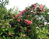 รูปขั้นตอนการทำที่ 1 ของ มะม่วงหาวมะนาวโห่แช่อิ่ม