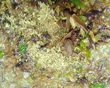 A picture of step 4 of Beef yakhni pulao.