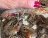 Foto del paso 2 de la receta: Técnicas de cocina: Pelar langostinos/camarones