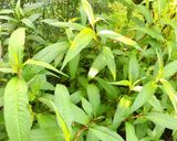Hình bước làm 1 của món 🌱 Muối Rau Răm (Không Cay)