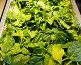 Alfredo Spinach Lasagne recipe step 8 photo