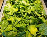 A picture of step 8 of Alfredo Spinach Lasagne.