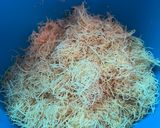 Gambar langkah 2 resipi Chocolate Dubai | Kunafa Pistachio (3 Bahan).