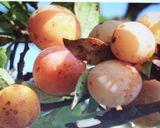 Foto del paso 1 de la receta Tarta de mirabelles