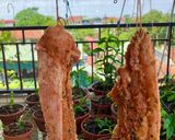 Hình bước làm 3 của món Ba rọi một nắng