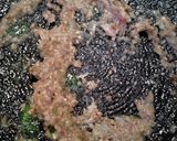 Foto langkah ke 2 dari resep Ote ote udang kres.
