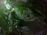 Spinach gravy