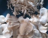 Foto langkah ke 1 dari resep Jamur Tiram Krispi.