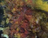 A picture of step 5 of Masala Jackfruit.
