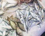 Hình bước làm 1 của món Canh măng chua chả cá