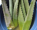 Foto langkah ke 1 dari resep Rica rica lidah buaya, resep rahasia dapur mas ficky.