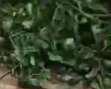 صورة لخطوة 2 من وصفة بقدونس مخفف