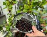 A picture of step 1 of Mulberry Cake (Mulberry from my pot garden).