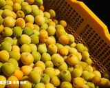 【新南糖廠】冰糖青梅酒的食譜步驟2照片